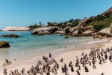 How To Swim With Penguins at Boulder Beach