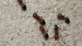 Termite vs Carpenter Ant Identification