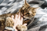 How to Train a Cat to Stop Biting in 9 Easy Steps