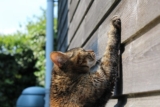 Why Does My Cat Scratch the Wall? Strange Behavior Explained