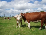 Traditional cattle herds’ diversity hit by selective breeding