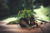 Red Flags to Look Out For When Buying CBD Oil