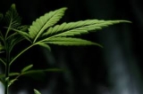 How CBD Improves Your Health