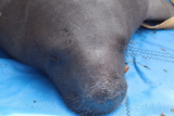 Manatee Tracking – Chain – Clearwater Marine Aquarium