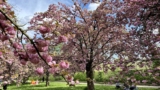 Stunning Cherry Blossoms At Parc de Sceaux