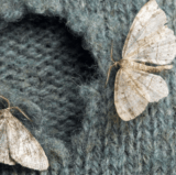Clothes Moth Control Singapore: Protection & Prevention