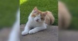 Perfectly Imperfect Kitten Was Dumped Like Trash but Never Lost His Joy