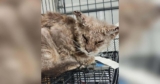 Cat Nearly Blinded by Severe Mange Makes Remarkable Recovery