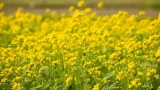 6 Ways Cover Crops Save You Money