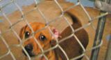 A New Year – time to begin again. My dinky doxie’s rescue story