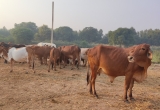 Sexual violence against animals in India