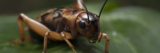 How to Get Rid of Crickets in Waco, TX (For Good) iPest Solutions | Waco, San Antonio, College Station