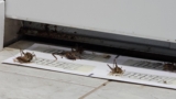 Garage and Outdoor Space Pest Control