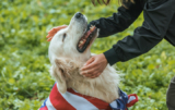 How to Teach Your Dog to Be a Good Canine Citizen: Community Engagement