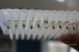 Wolbachia-infected mosquito initiative is vital as COVID-19 bites · Break Dengue