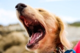 Do Dogs Ever Get Tired Of Barking? 5 Ways To Stop Dog Barking