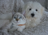 Pet Parasites in Your Home