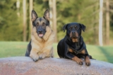 German Shepherd vs Rottweiler – BarkBlaster