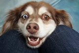 How to Make Your Dog Instagram-Famous: All You Need to Know