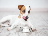 Secreting Organ Meat For Dogs Recipe