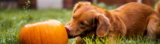 Dog Dos and Don’ts: Fall-Themed Food