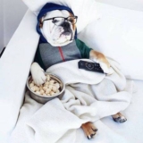 11 Dog Friendly Ways to Keep Dogs Entertained