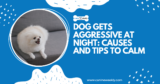 Dog Gets Aggressive at Night: 8 Causes and Tips to Calm