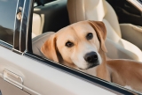 10 Traveling Tips for Dogs with Motion Sickness