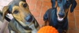 10 Things to Do When Bringing Home a New Dog