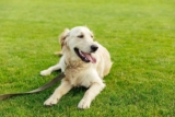 How Much Does It Cost To Own a Dog?