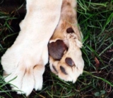 4 Dog Paw Care Tips, Best Dog Nail Clippers