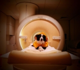 Scientists Gave Dogs MRIs and Learned That They’re Surprisingly Good at Distinguishing Between Human Emotions, Even Some Negative Ones