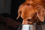 Adding hemp to dog food increases gut health, new study finds