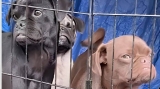 New Records Reveal Lack of Action for Animals on Skid Row