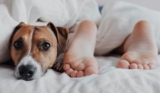 Why Does My Dog Sleep Between My Legs?