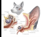 how to treat dog ear infection without vet​