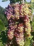 NEW VIEW ON ROMAN TEXT REWRITES WINE-MAKING HISTORY