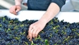 MICROBES COULD WORK AS ‘QUALITY CONTROL’ FOR WINE
