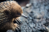 Australia’s nature is in trouble.