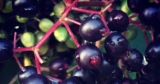 New Information on Elderberry Toxicity