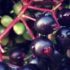 UK alcohol duty to rise with inflation – Drinks International