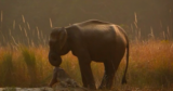 A Mother Elephant Carried Her Dead Calf for 80 Days Across Corbett’s Forests