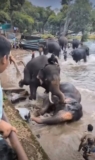 Mother Crushed to Death by Elephant at Bathing Operation in India