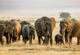 15 elephants die after suspected cyanide poisoning in Kenya