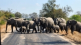 Exploring Kruger National Park: A Family Safari in South Africa