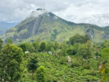Best Things to do in Ella, Sri Lanka
