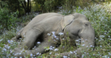 How Rescued Elephant Erika’s Journey Highlights India’s Long Road to Captive Elephant Rehabilitation