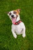 Why Is My Dog Hyperactive? Understanding Overstimulation And Nervous System Overload – SitDropStay