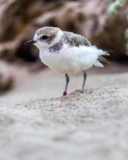 Monterey Bay Aquarium — Harmful changes to Endangered Species Act