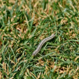Are Fall Armyworms Destroying Your Lawn?